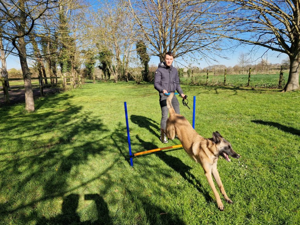 formation éducateur canin malinois